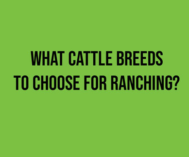 What cattle breeds to choose for ranching?