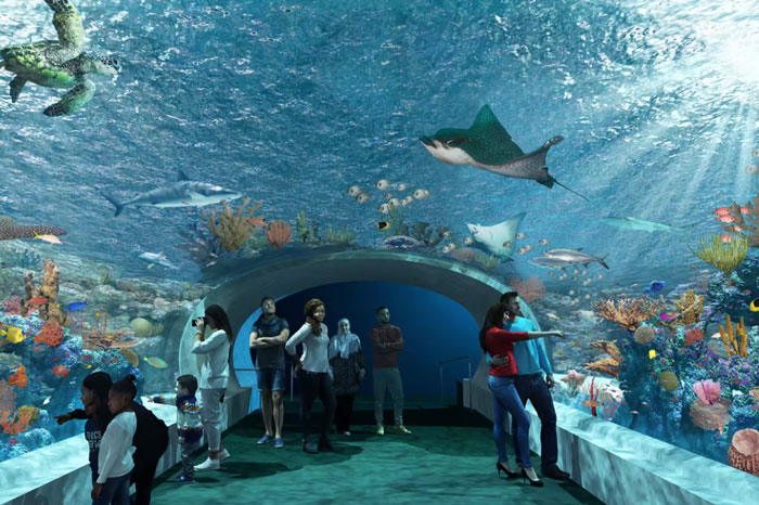 Chicago Shedd Aquarium